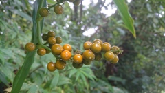 Alpinia flabellata