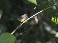 Basileuterus culicivorus