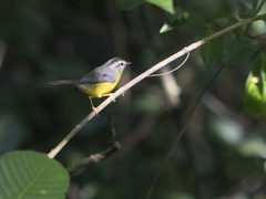 Basileuterus culicivorus