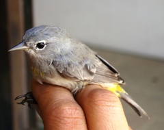 Leiothlypis virginiae