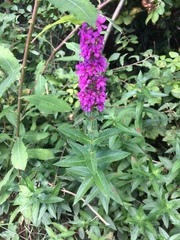 Lythrum salicaria
