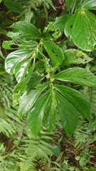 Elatostema edule