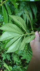 Elatostema edule