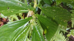 Elatostema edule