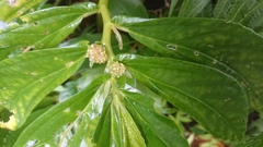 Elatostema edule