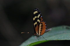 Mechanitis polymnia lycidice