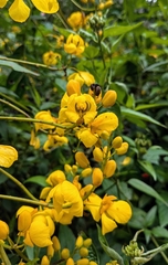Senna pistaciifolia