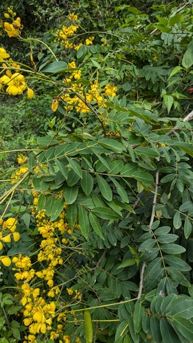 Senna pistaciifolia, photograph 2