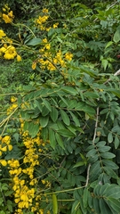 (c) Thibaud Aronson, some rights reserved (CC BY-SA) Senna pistaciifolia, photograph (c) Thibaud Aronson, some rights reserved (CC BY-SA)