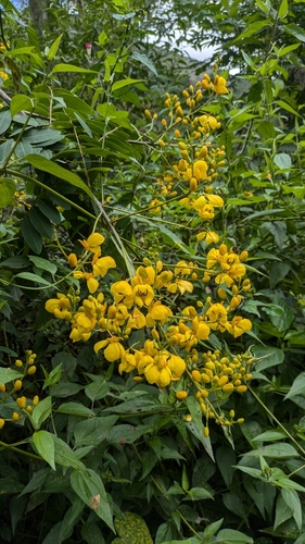 Senna pistaciifolia, photograph 3