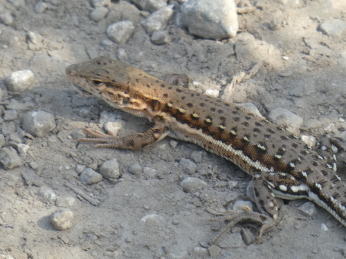 Ordos Racerunner, Eremias brenchleyi