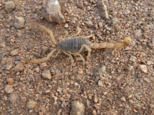 Photo of Chinese Scorpion (Olivierus martensii)