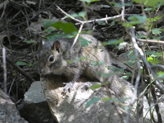 Sciurotamias davidianus