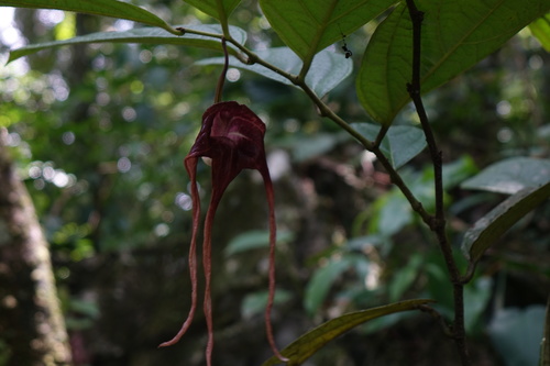 Aristolochia tricaudata