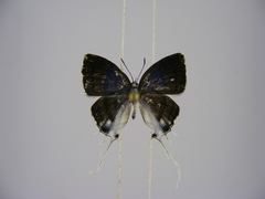Hypolycaena dubia