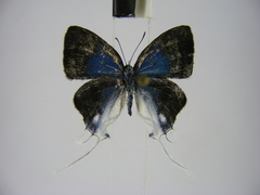 Hypolycaena dubia