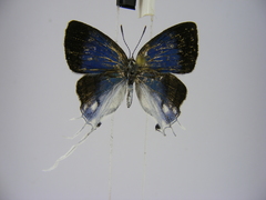 Hypolycaena dubia