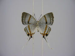 Hypolycaena dubia