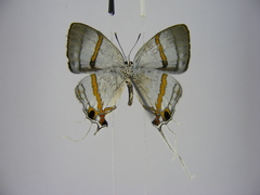 Hypolycaena dubia