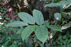 Aristolochia tricaudata