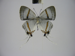 Hypolycaena dubia