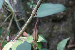 Aristolochia tricaudata