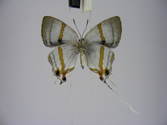 Hypolycaena dubia