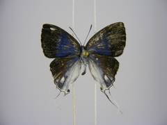 Hypolycaena dubia