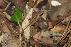 Anolis compressicauda