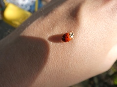 Harmonia axyridis