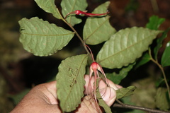 Stenanona humilis