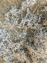 Dendrographa alectoroides