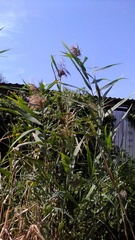 Phragmites australis