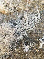 Dendrographa alectoroides