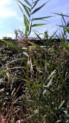 Phragmites australis