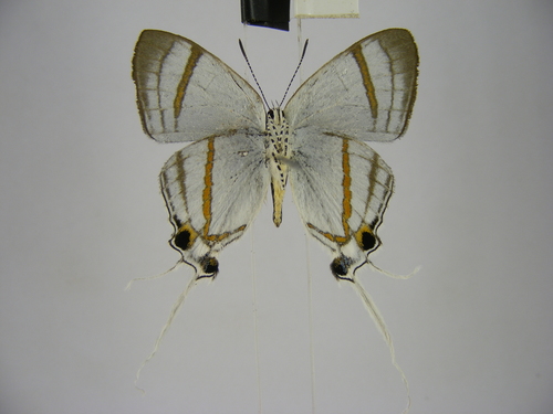 common fairy hairstreak