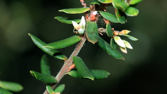 Leucopogon collinus