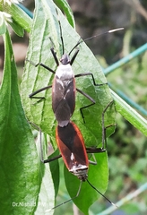Hemiptera