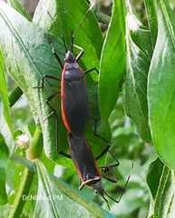 Hemiptera