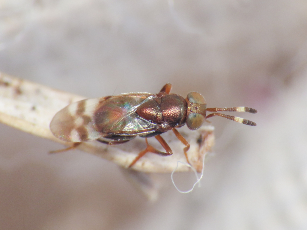 Blastothrix hungarica
