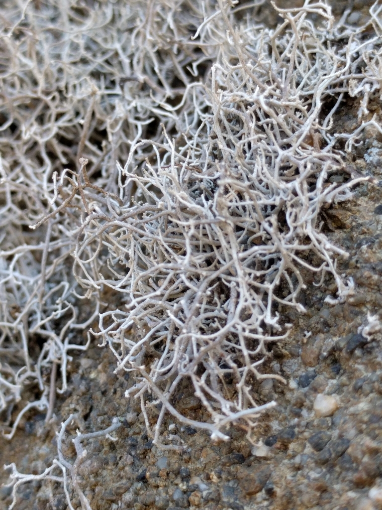 Dendrographa alectoroides
