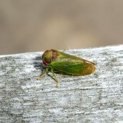 Iassus lanio