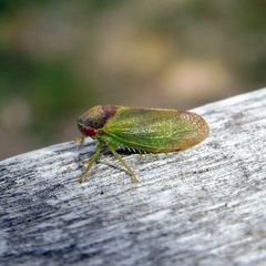 Iassus lanio
