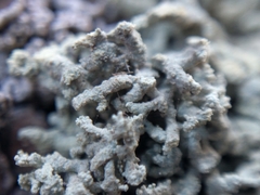 Lecanora phryganitis