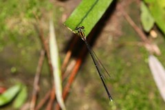 Prodasineura croconota