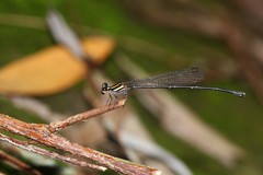Prodasineura croconota