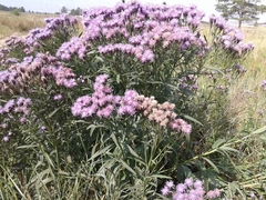 Saussurea salicifolia