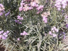 Saussurea salicifolia