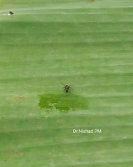 Formicidae