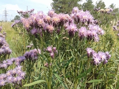 Saussurea salicifolia